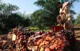 Harga Karet dan Sawit Anjlok, Riau Terancam Miskin
