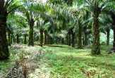 PT Safari Riau Kena Ancam Demo
