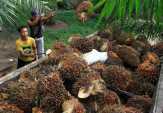 Harga TBS Sawit Riau Merangkak Naik
