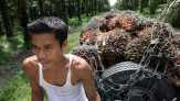 Indonesia Siap Gugat Pajak Impor CPO Perancis Lewat WTO