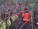 60 Hektare HTI PT PMBN di Pelalawan Ludes Terbakar, Upaya Pemadaman Masih Berlangsung
