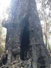 Kebakaran Hutan, Pohon Tertinggi Ini Tetap Kokoh