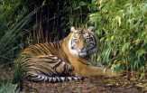 Harimau Sumatera di TNBT Inhu Terancam Perburuan