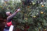 Petani Jeruk Malang, Maju dan Sejahtera Bersama Koperasi