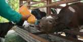 Agrowisata Kuntum Farmfield, Sapi Juga Doyan Susu