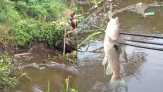 Masyarakat Dilarang Konsumsi Ikan Sungai Puing, Imbauan dari Camat Koto Gasib Siak Riau