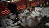 Harga Ayam Anjlok, Peternak Teriak Rugi 6 Bulan Terakhir