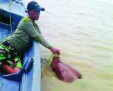 Terjatuh Saat Mencari Ikan, Nelayan Pulau Halang Rohil Tewas Tenggelam