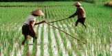 5 Tahun Sawah Kering Budi Daya Padi Sistem Tabur