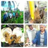Hutan Dibabat PT IJA, Kebun Kelapa Warga Inhil Disebut Hama Kumbang