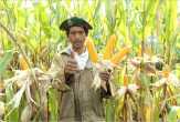 Bupati Rohil Panen Raya Jagung di Darussalam Sinaboi