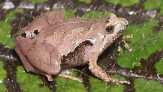 Katak Jenis Baru 'Gadjah Mada' Ditemukan di Sumatera