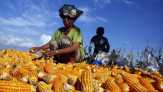 Persetujuan Impor Jagung 150 Ribu Ton Sampai Juli 2019