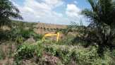 2000 Hektar Kebun Sawit Warga Inhu Ditanami Akasia PT RPI
