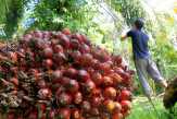 Profit Taking Bikin Harga CPO Terkapar