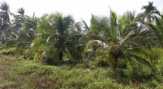 Merosot Hingga Rp1.300 Per Butir, Petani Kelapa Kuala Kampar Terpaksa Tunda