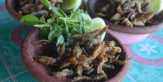 Ikan Wader Sambel Colek, Kuliner Langka dari Masa Majapahit