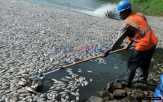 Ribuan Ikan Mati Mendadak, Diduga Akibat Limbah PT.RAPP