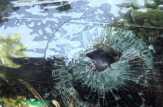 Mobil Dibakar Kelompok Perusak Ditanggung Asuransi