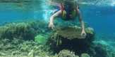 Asyiknya Snorkeling di Kepulauan Seribu