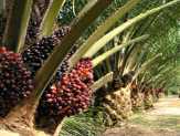 Kegiatan Replanting Tanaman Sawit Dibantu Bank Riau Kepri