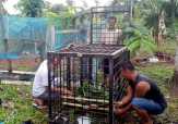 Dua Ekor Beruang Madu Dievakuasi BKSDA dari Pemukiman Warga Bukit Timah Dumai