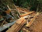 Tersangka Pembalakan Liar di Hutan Lindung Zamrud Ngaku Kerja Sendiri, Bawa Kayu Lewat Pos Sekuriti 