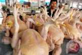 Ini Penyebab Harga Daging Ayam Ikut-ikutan Naik