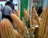 Hingga Akhir Tahun Tak Ada Jatah Impor Jagung untuk Importir Swasta