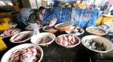 Bisa Tahan El Nino, Ikan Lokal Wujudkan Ketahanan Pangan