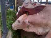 Pedagang Sapi Musiman Dilarang Jualan Dekat Jalan Protokol