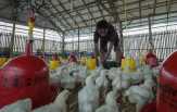 Harga Jatuh, Peternak Tuding Data Ayam Kementan Meleset