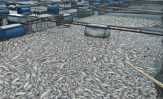 10 Ton Ikan Siap Panen di Maninjau Mati