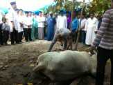 Bupati Bengkalis Kurbankan 3 Sapi dan 10 Kambing di Mandau dan Pinggir