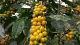 Mengenal Keistimewaan Kopi Biji Kuning Khas Garut yang Lagi Naik Daun