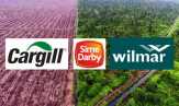 Kehidupan orangutan masih terkena dampak buruk oleh Cargill