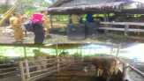 Jelang Idul Adha 1437 H, DPPKP Meranti Periksa Hewan Qurban