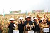 Kecamatan Sinaboi Bakal Jadi Lumbung Pertanian