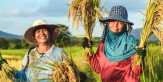 Petani Padi Diminta Tidak Perlu Takut Gagal Panen