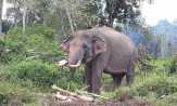 Delapan kantong gajah di Riau kritis, gajah sumatera berpeluang alami kepunahan lokal