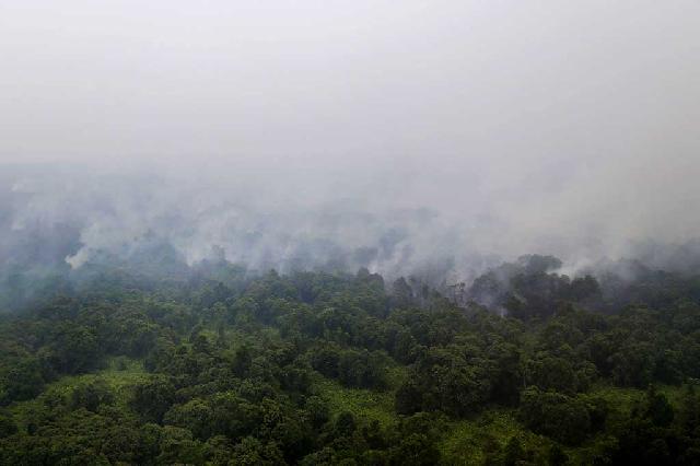 Ratusan Hektar Hutan Lindung di Babel Ludes Terbakar 