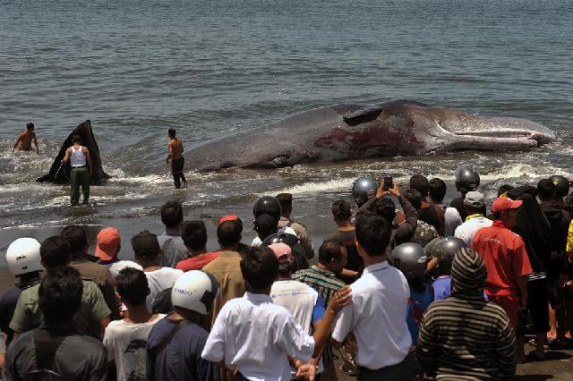 Ikan Paus Sepanjang 16,2 Meter Terdampar di Bali